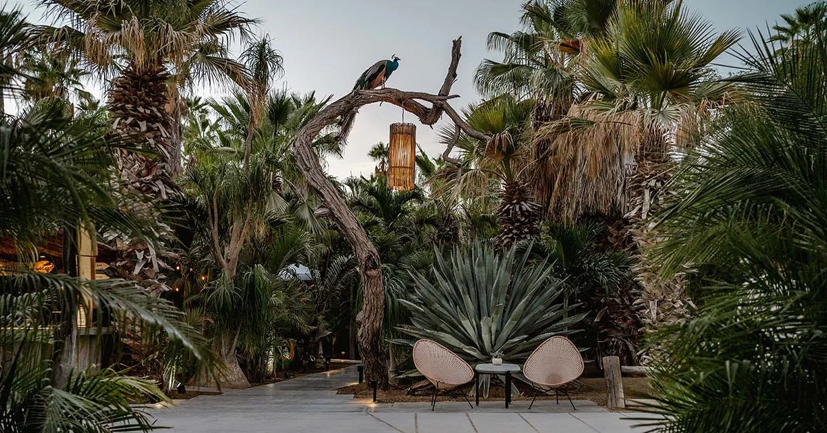 Acre Resort — destination for your private SJD transfer